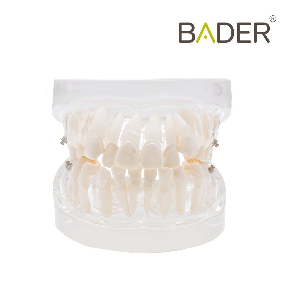 4839-DENTAL-MODEL-FOR-PRACTICE-Orthodontics-BADER.jpg