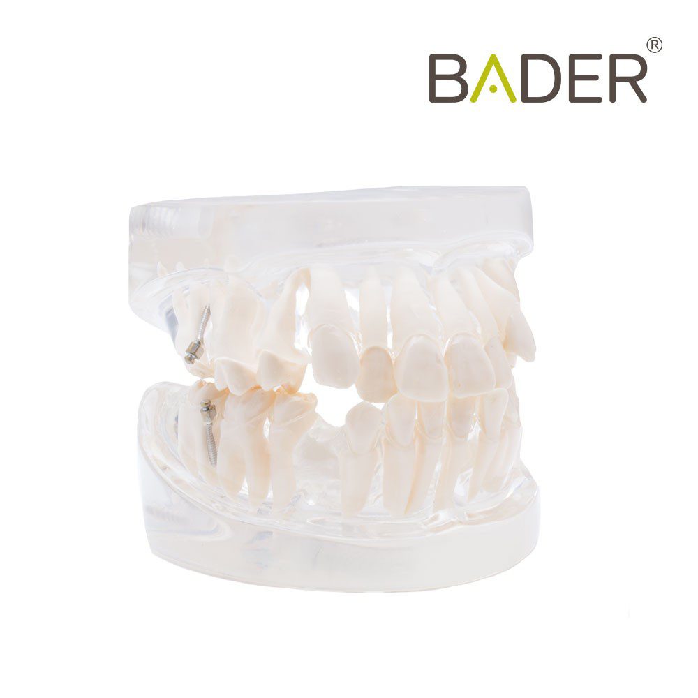 4840-MODEL-DENTAIRE-FOR-PRACTICE-Orthodontie-BADER.jpg
