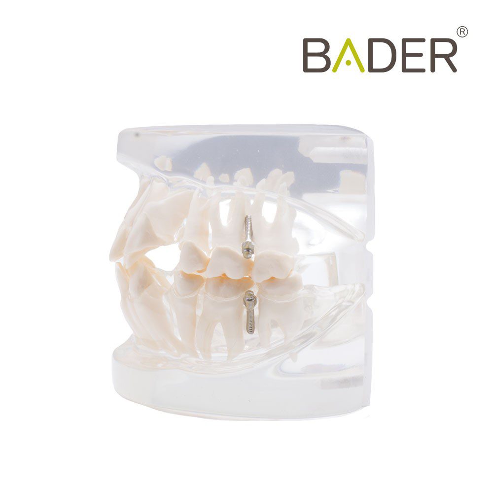 4842-DENTAL-MODEL-FOR-PRACTICE-Orthodontics-BADER.jpg